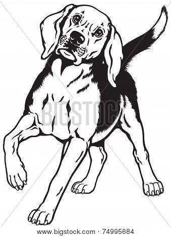 beagle hound black white
