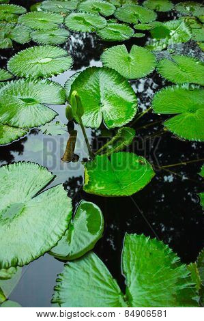 Water lily flower