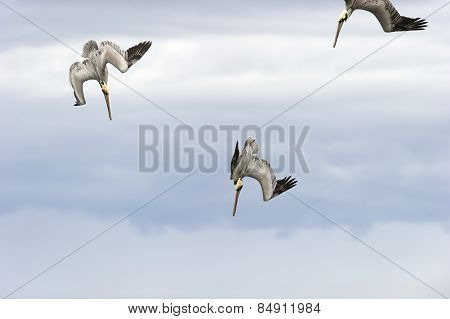 Wildlife Pelican Birds
