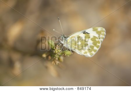 primer plano de la mariposa