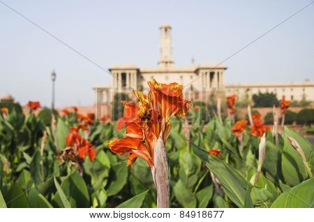 Flowers in a formal garden, Mughal Garden, Rashtrapati Bhavan, New Delhi, India