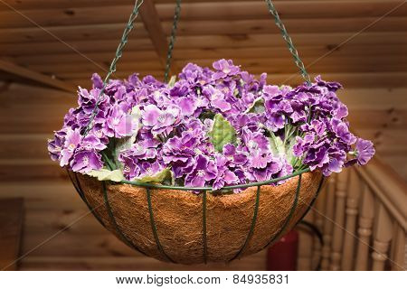 Violet Flowers