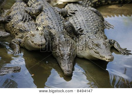 Krokodil