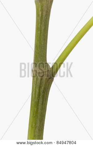 Close-up of a pipal stem