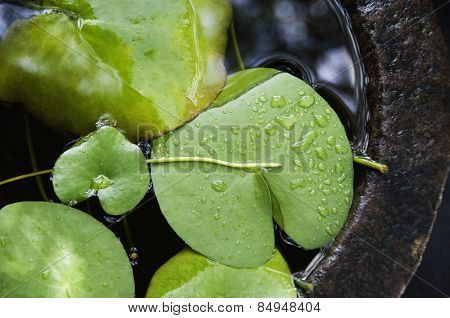 Lily pads in a birdbath, Kerala, India