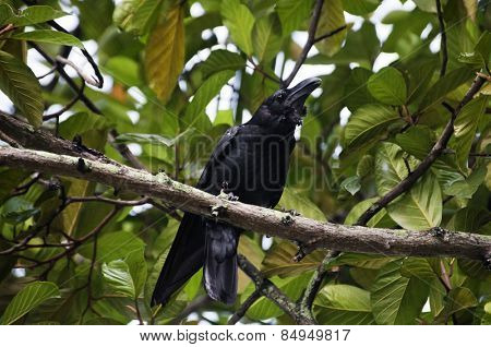 Raven perching on a tree branch, Kerala, India