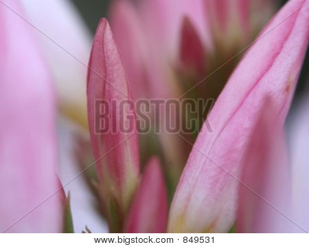 Blumen