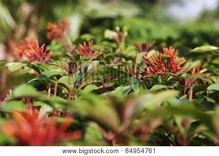Flowers in a garden, Garden of Five Senses, Saidul Ajaib, New Delhi, India