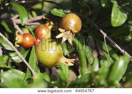 Pomegranate growing on plants, Garden of Five Senses, Saidul Ajaib, New Delhi, India