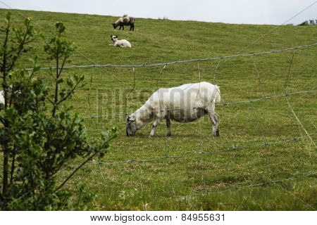 Sheep grazing on a hill, Killarney National Park, Killarney, County Kerry, Republic of Ireland
