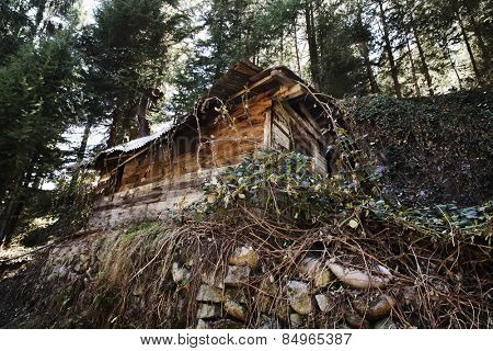Hut in a forest, Manali, Himachal Pradesh, India