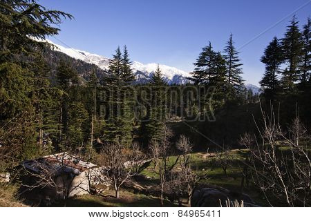 Trees in a forest with mountains in the background, Manali, Himachal Pradesh, India