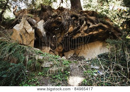Low angle view of roots of a tree, Manali, Himachal Pradesh, India