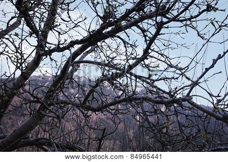 Bare trees in a forest with mountains in the background, Manali, Himachal Pradesh, India