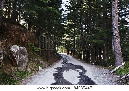 Road passing through a forest, Manali, Himachal Pradesh, India