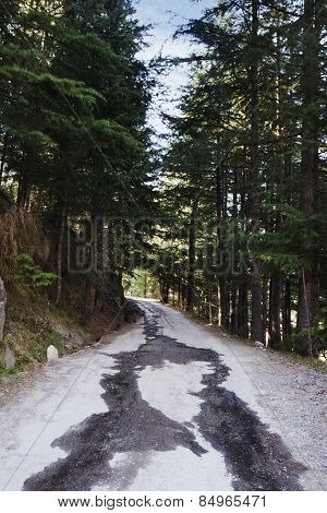 Road passing through a forest, Manali, Himachal Pradesh, India