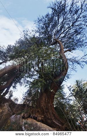 Low angle view of a tree in a forest, Manali, Himachal Pradesh, India