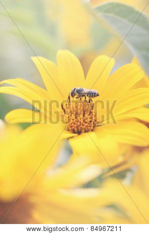 Heliopsis, The Family Asteraceae, Tinted