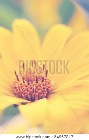 Heliopsis, Tinted