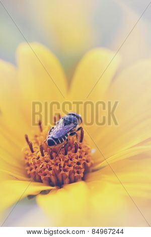 Heliopsis With Bee
