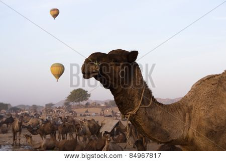 Camels with hot air balloons in the background in Pushkar Camel Fair, Pushkar, Ajmer, Rajasthan, India