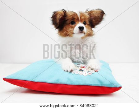 Puppy Lying On A Bed