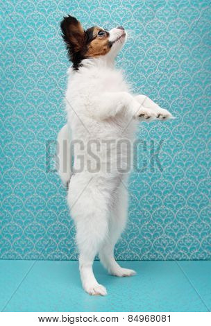 Little Puppy Dog Breed Papillon