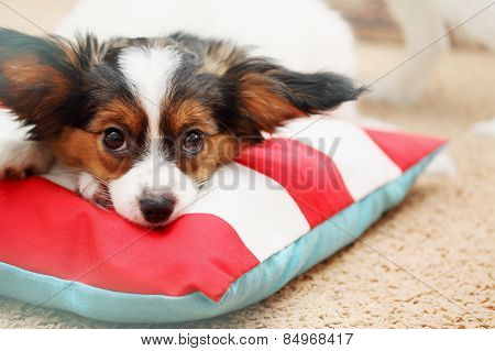 Portrait Puppy On The Pillow