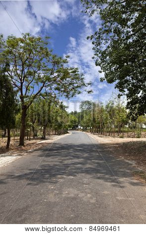Trees along a road, Jain Temple, Shravasti, Uttar Pradesh, India