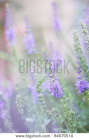 Veronica Spicata