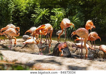 Flock of flamingos in a zoo, Barcelona Zoo, Barcelona, Catalonia, Spain
