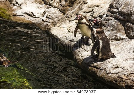 High angle view of Humboldt penguins (Spheniscus Humboldt) in a zoo, Barcelona Zoo, Barcelona, Catalonia, Spain