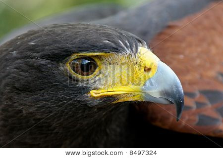 Harris Hawk (Parabuteo unicinctus)