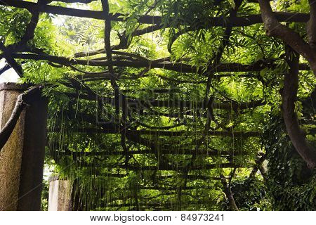 Tree canopy, Villa Cimbrone, Ravello, Province of Salerno, Campania, Italy