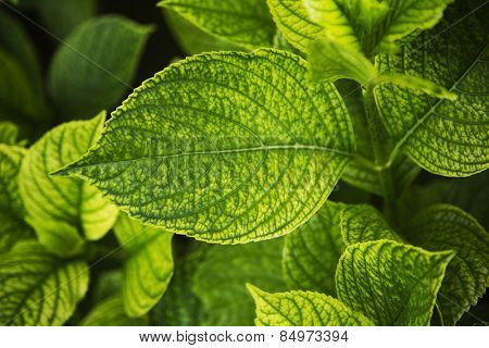 Close-up of leaves, Villa Cimbrone, Ravello, Province of Salerno, Campania, Italy