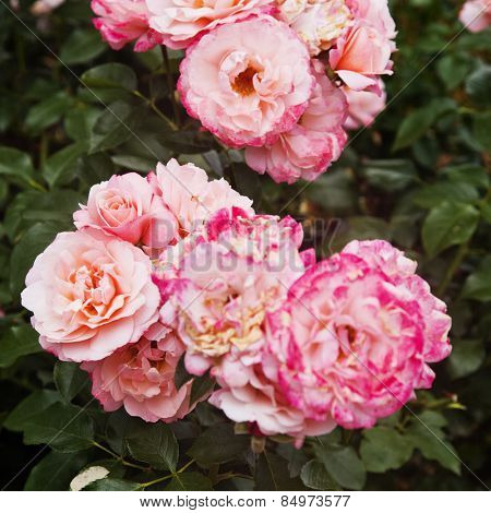 Close-up of Rose flowers, Villa Cimbrone, Ravello, Province of Salerno, Campania, Italy