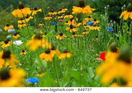 Blomst vanvid