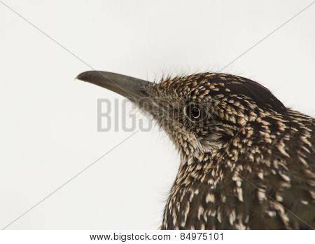 Closeup of a Greater Roadrunner, Geococcyx californianus, waiting for prey against snowy background