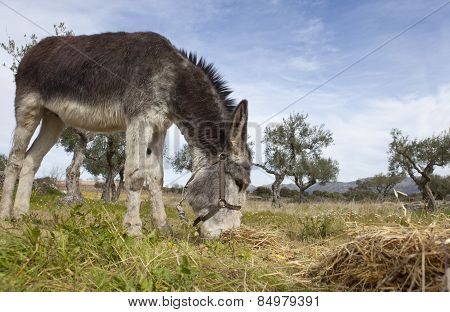 Donkey Grazing Closeup
