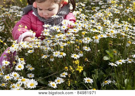 Toddler Girl Sitting In The Daisy Field
