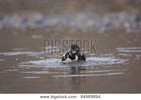 Turnstone