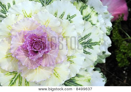 Cavolo ornamentale viola