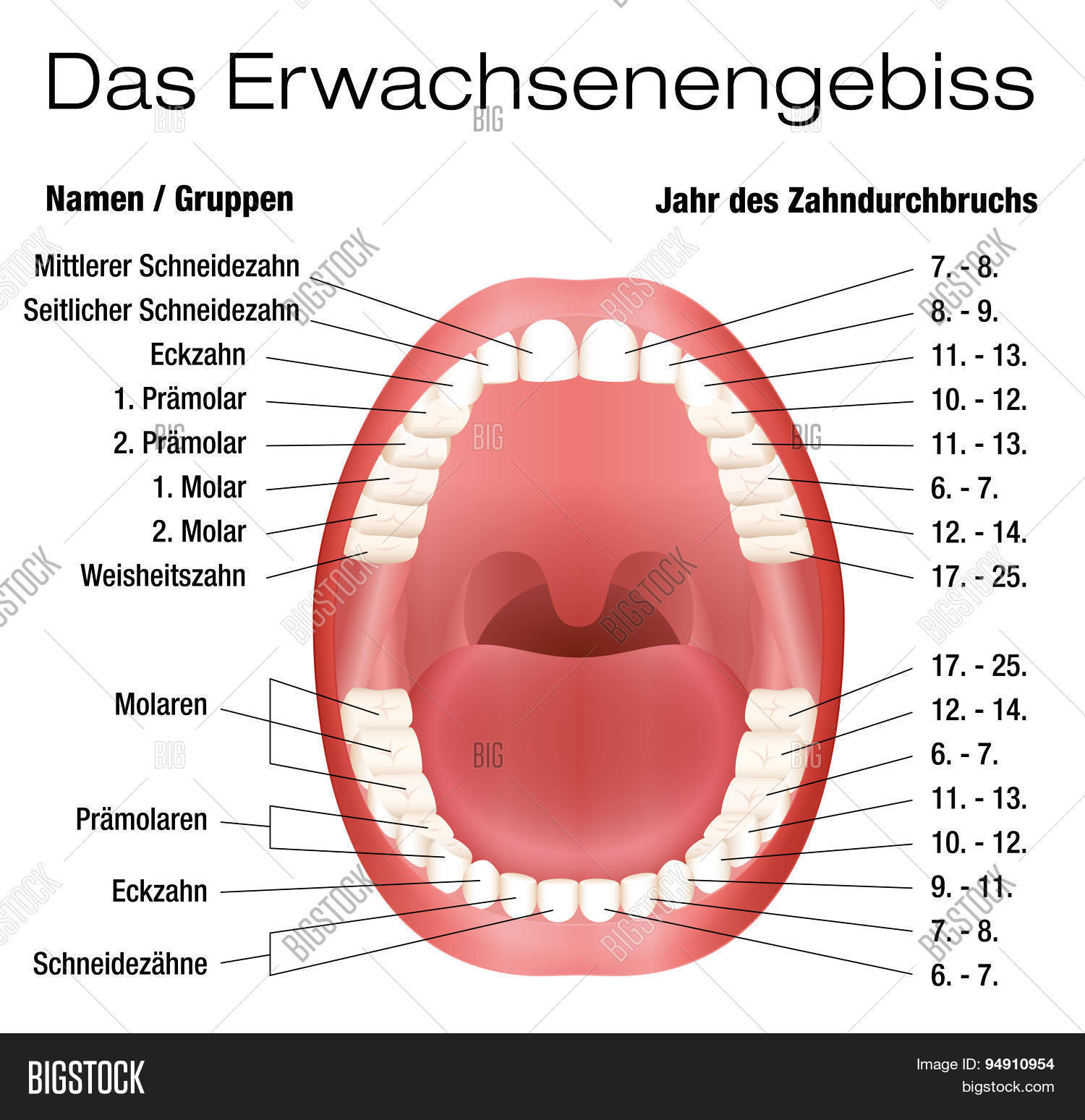 Teeth Names Chart