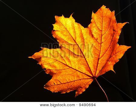 Herbst