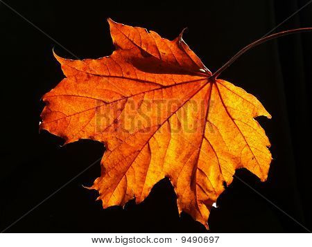 Orange Blatt