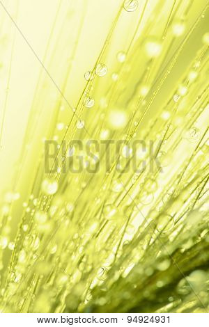 Abstract macro photo of plant seeds with water drops.