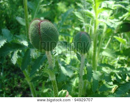 Poppy Bud