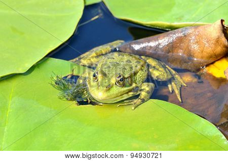 Green Frog On Green Leaves On The Lake