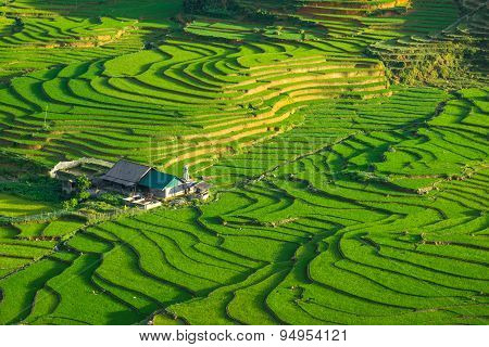 Rice fields on terraced in rainny season at SAPA, Lao Cai, Vietnam.