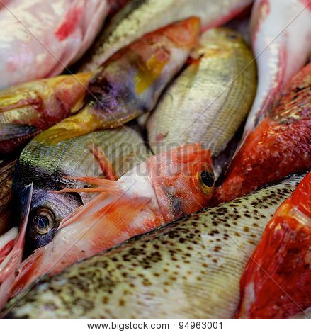 Raw Fish Background